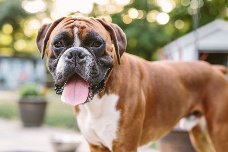 Cachorro Boxer Branco: Fotos, Cuidados, Pirata, Filhotes