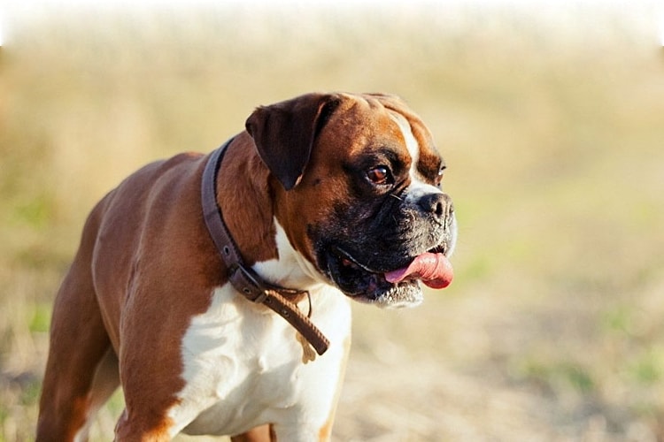 Boxer olhando para o lado com coleira