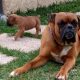 Boxer adulto deitado com seu filhote ao lado