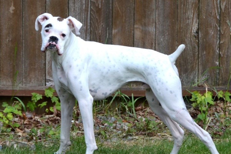 Boxer branco em pé com o rabo empinado