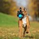 Boxer correndo com bolinha na boca