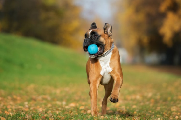 Boxer correndo com bolinha na boca