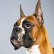 Boxer em estado de alerta com as orelhas levantadas