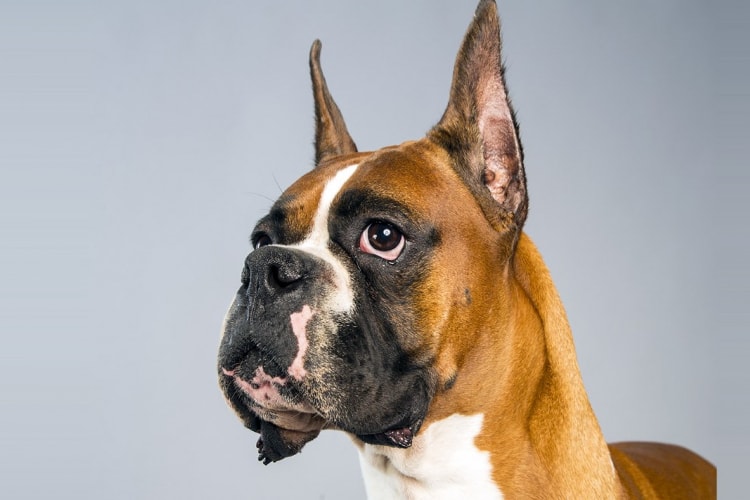 Boxer em estado de alerta com as orelhas levantadas