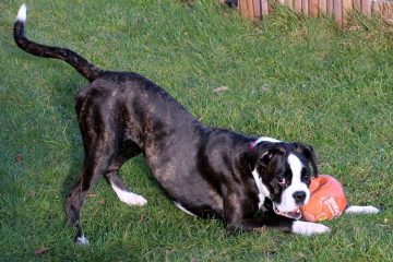 Boxer preto brincando com uma bola vermelha