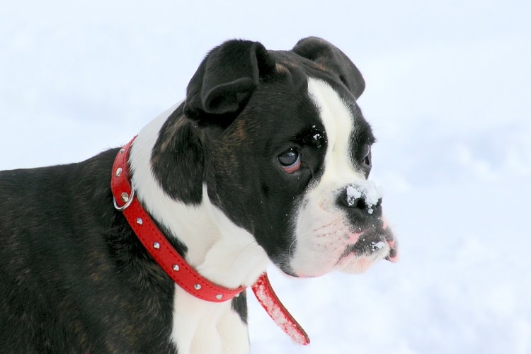 Boxer preto com manchas brancas