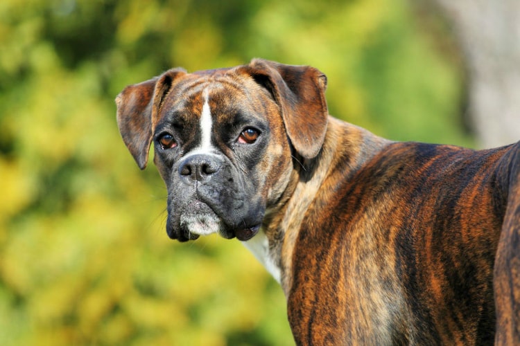 Boxer tigrado olhando para trás