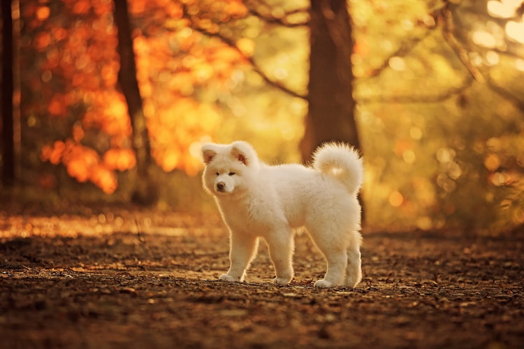 Akita branco na floresta