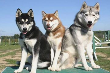 Cores de Akita Inu, preto, marrom e branco