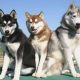 Cores de Akita Inu, preto, marrom e branco