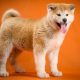 Akita Inu