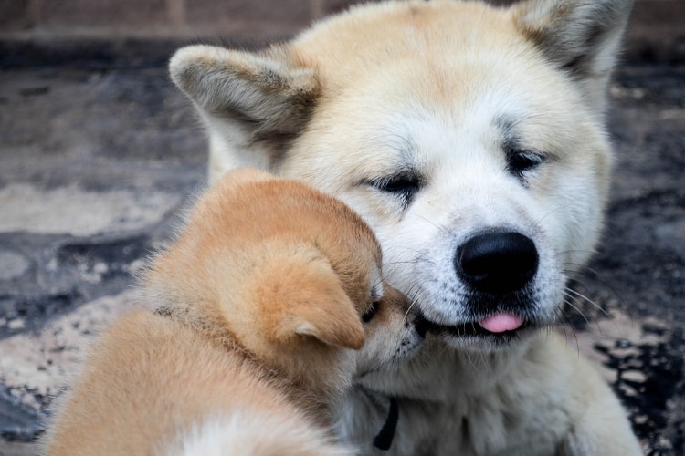 Akita pai adulto com filhote