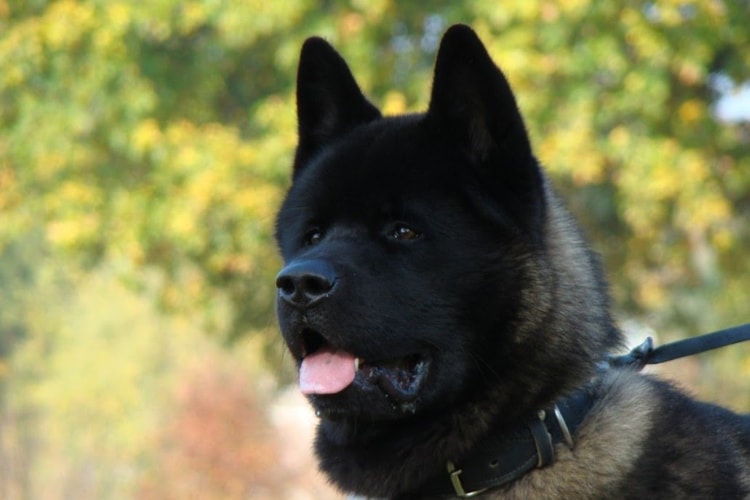 Akita Inu preto