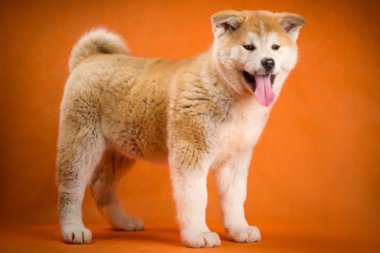 Akita Inu