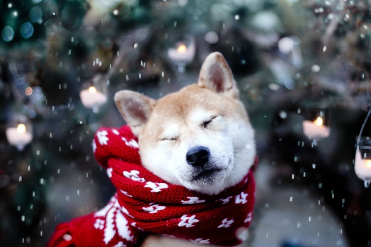Akita na neve com cachecol