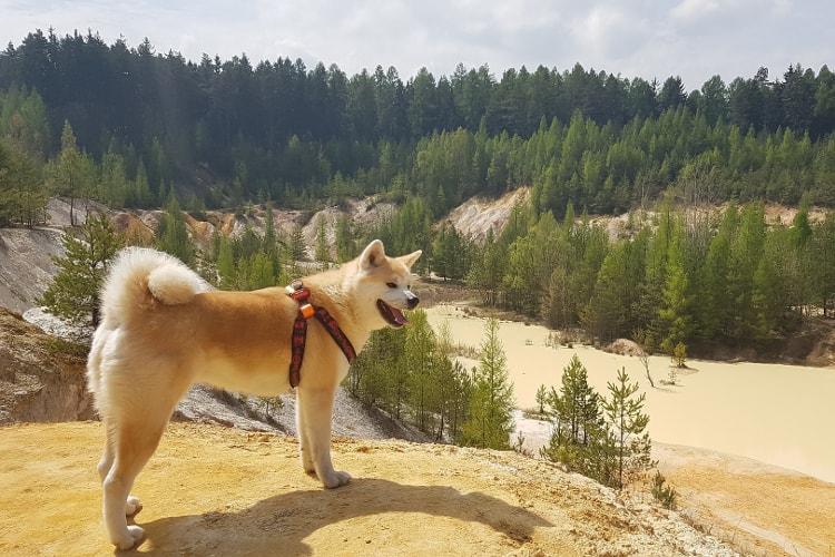 Akita paisagem de areia