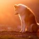 Akita sentado