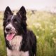 Tudo sobre a raça Border Collie