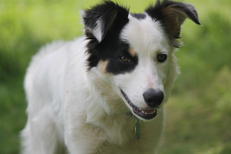 Border Collie branco