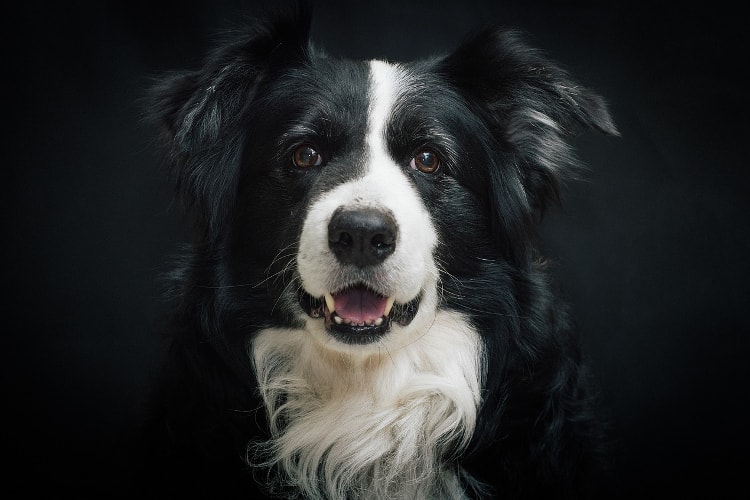 Border collie cabeça