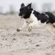 Border Collie correndo na lama