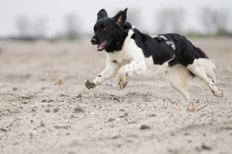 Border Collie correndo na lama