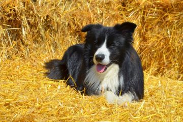 Border collie deitado