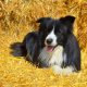 Border collie deitado