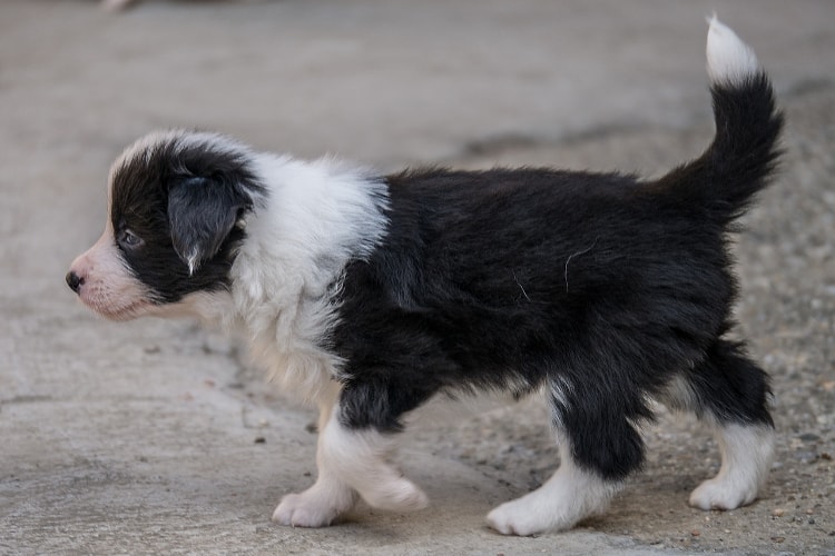 Border Collie filhote preto