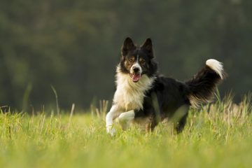 Border Collie correndo na grama