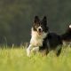 Border Collie correndo na grama