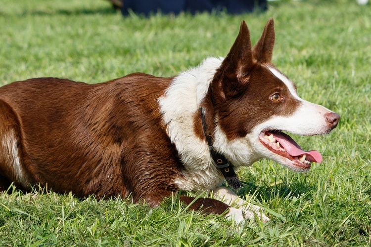 Border collie marrom deitado