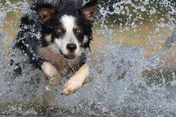 Border Collie correndo na água