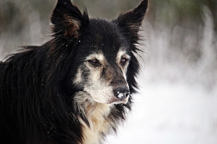 Border collie na neve