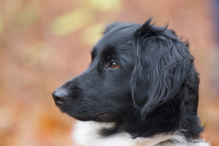 Border Collie de perfil