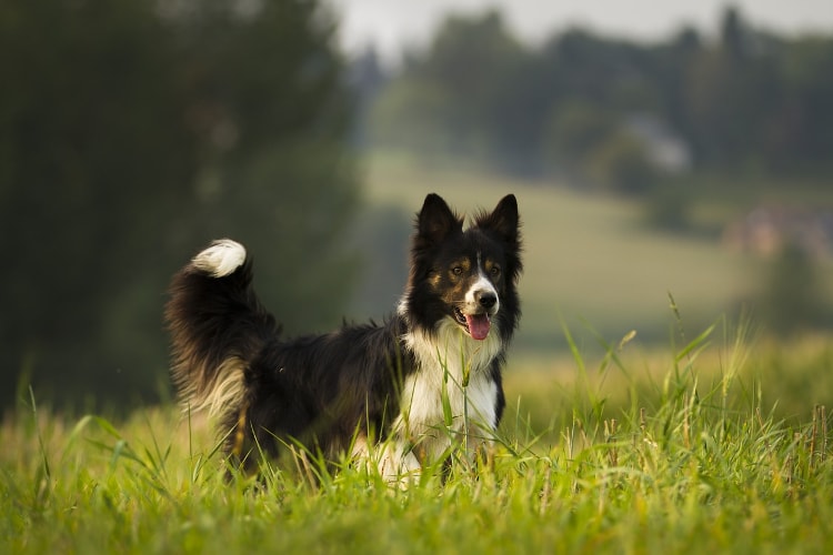 Personalidade do border collie