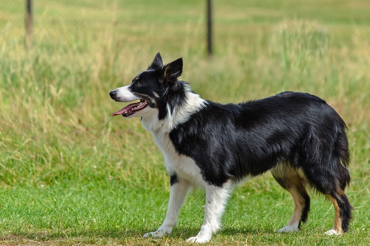 Border Collie preto em pé na grama