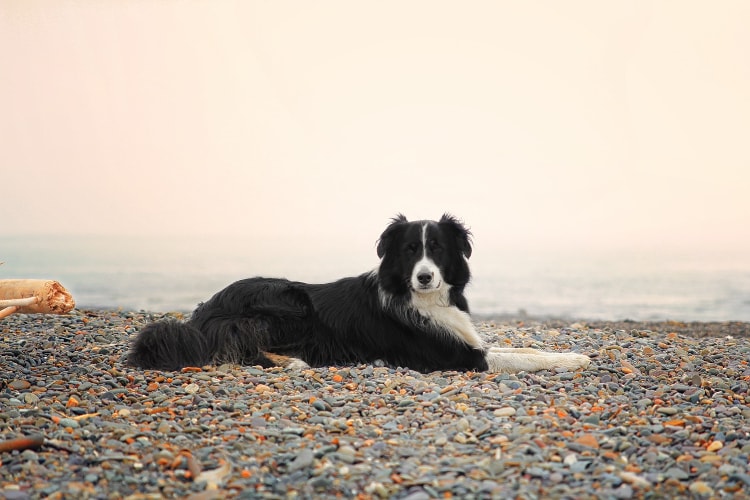 Border collie temperamento