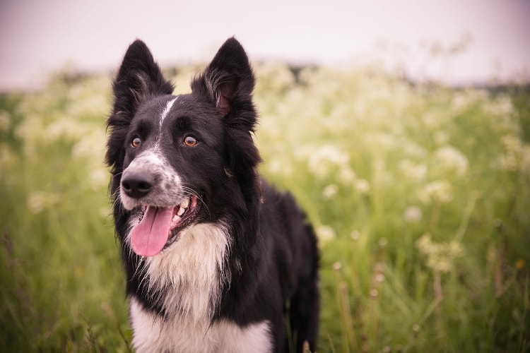 Tudo sobre a raça Border Collie