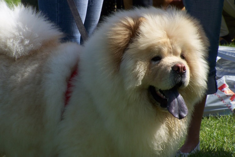 Chow Chow branco