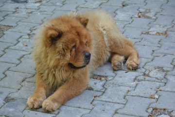 Chow Chow deitado no chão