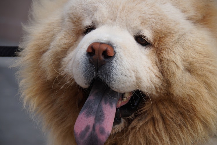 Chow Chow com a língua azul pra fora