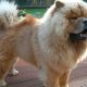 Chow Chow marrom claro