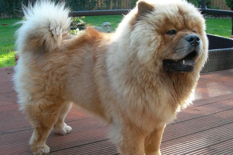 Chow Chow marrom claro