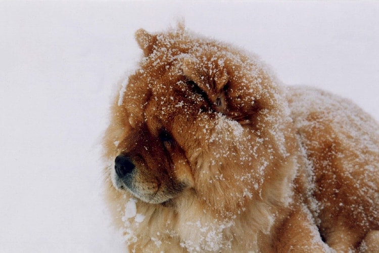 Chow Chow na neve