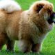 Chow Chow peludo na grama