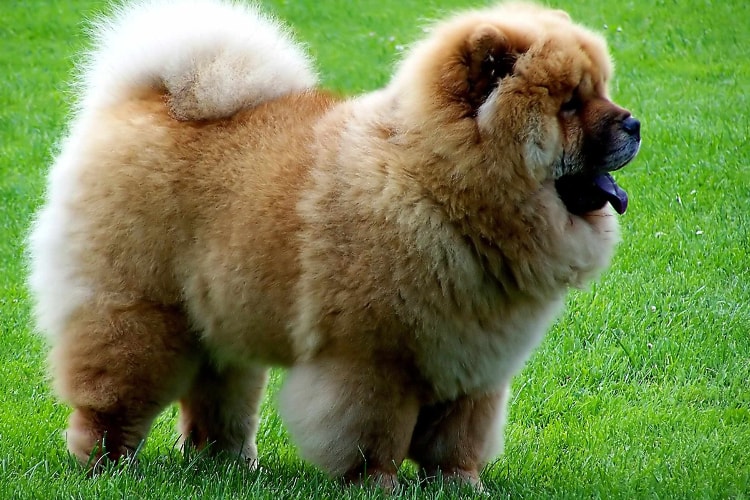 Chow Chow peludo na grama