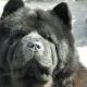 Rosto de um chow chow preto