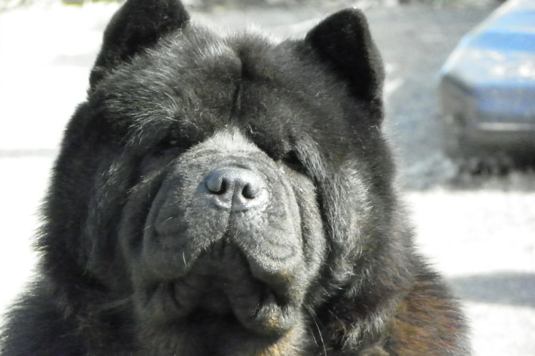 Rosto de um chow chow preto