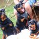 Família de três Rottweiler com o seu dono ao lado